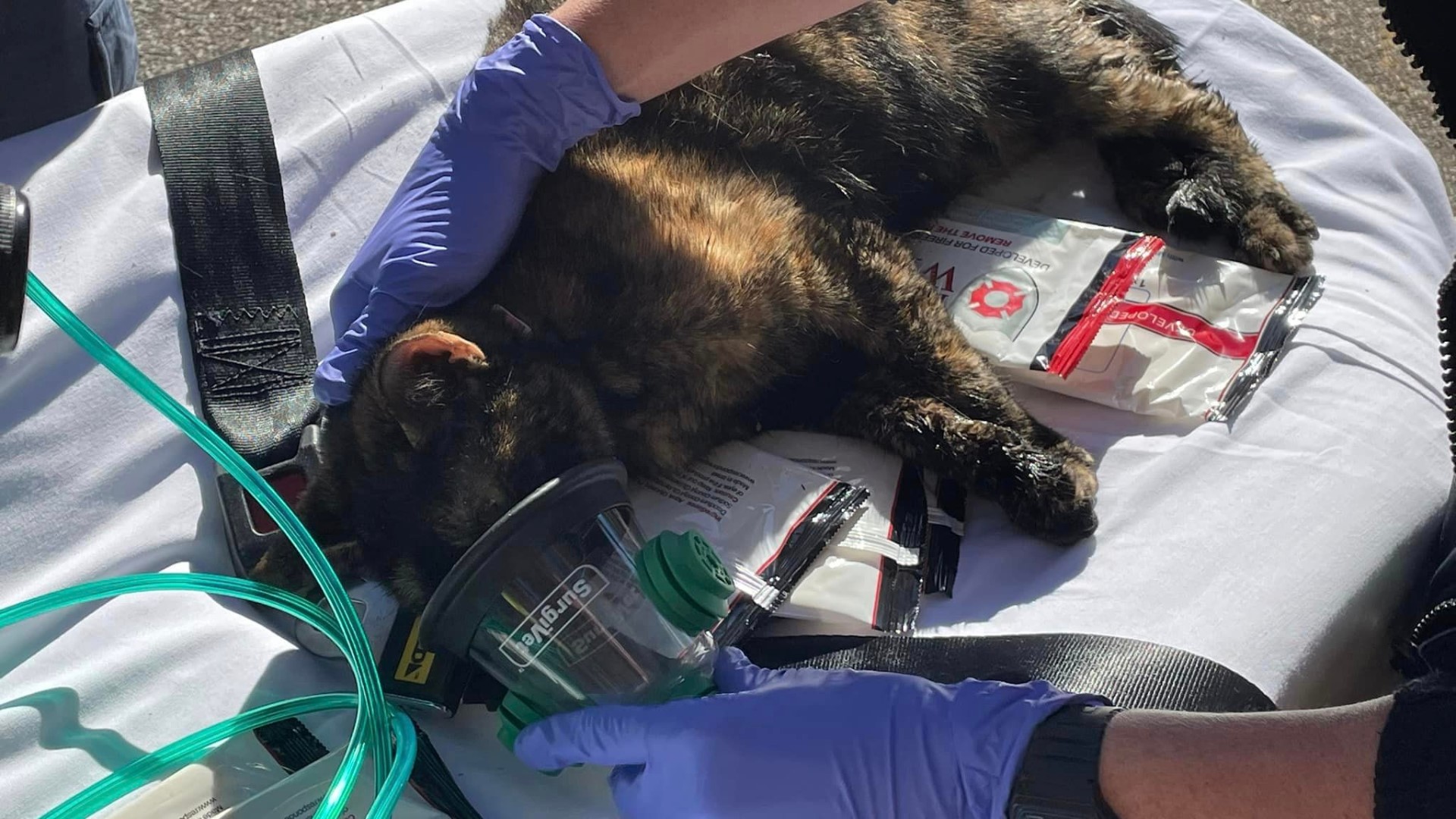 Photos DeKalb County firefighters save cat from house fire