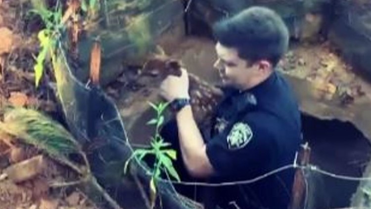 Cherokee County deputy rescues baby deer out of utility hole