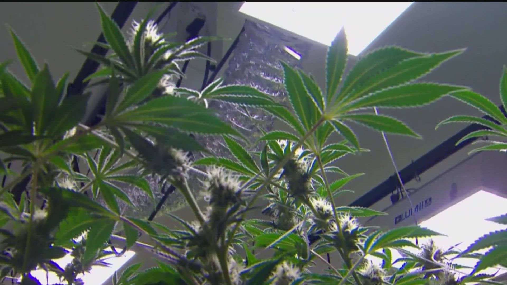 Feds To Consider Reclassifying Marijuana | 11alive.com