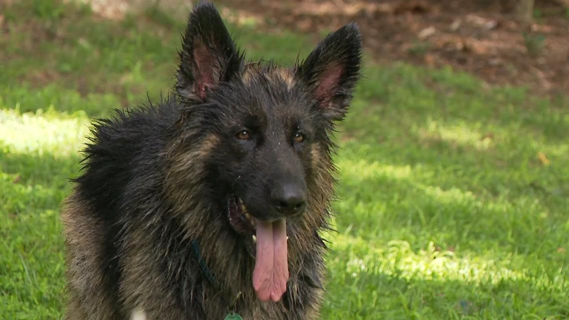 Georgia dog rescues targeted by cyberattacks