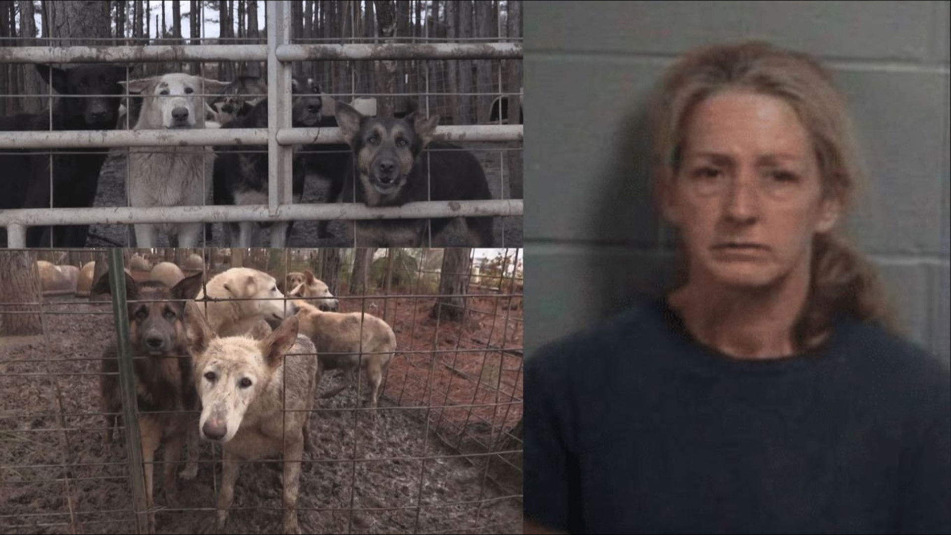 More than 150 dogs were found living in feces filled mud, killing each other to survive. It took dozens of volunteers to rescue them from Angela Powell's two properties. Now, eight months later, Montgomery County still has not filed any charges against Powell.