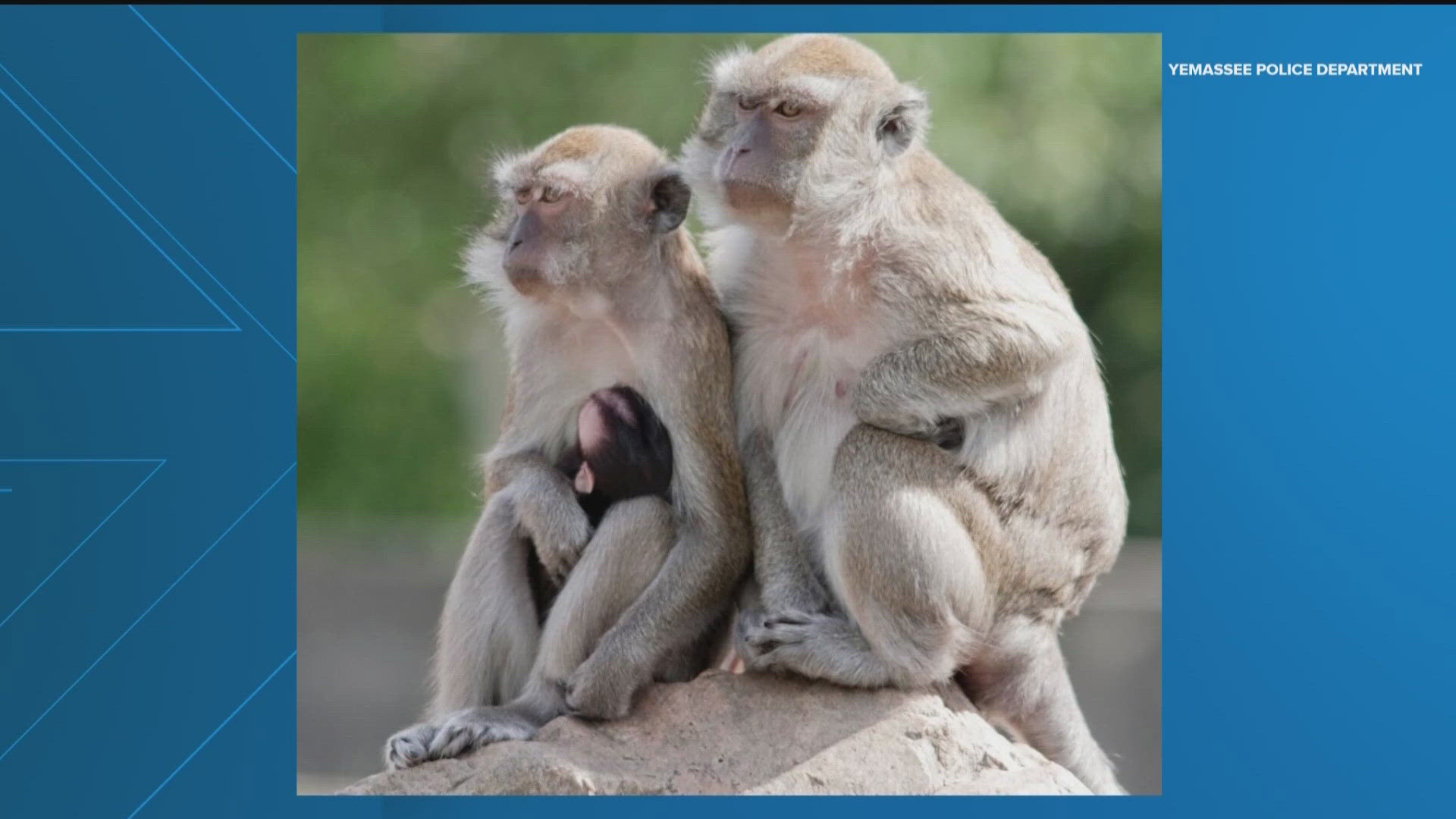 Forty-three monkeys escaped from a compound used for medical research in South Carolina but the nearby police chief said there is "almost no danger” to the public.