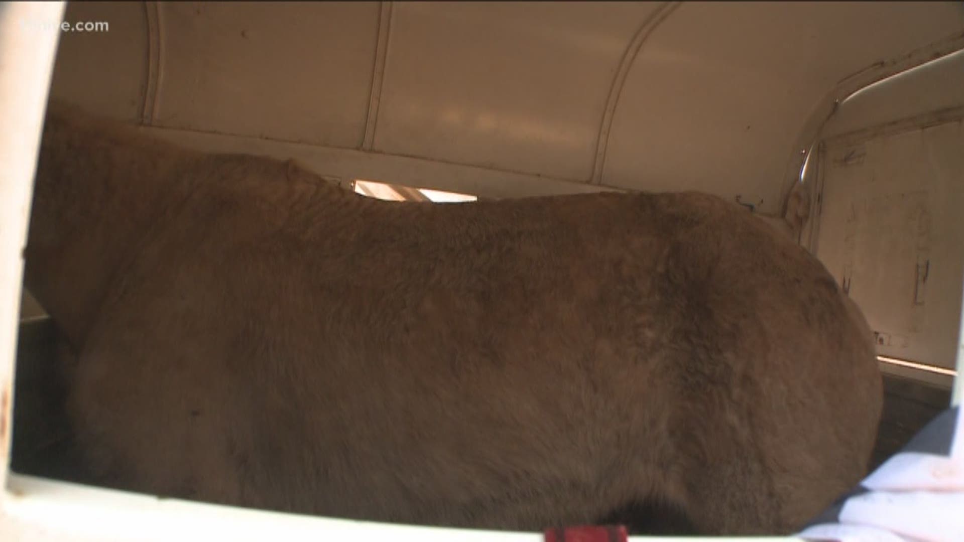 Fulton County animal control is investigating an abuse case with a horse owner who has a history of abuse allegations.  Brandon Fulton allegedly left a horse inside a cramped horse trailer for a day and a half.