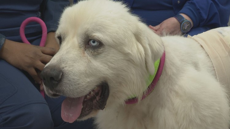 Dog recovering after fighting off 11 coyotes, killing 8 protecting sheep