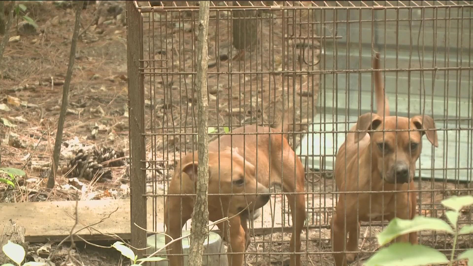 Georgia ranked 7th in animal abuse cases in FBI study 