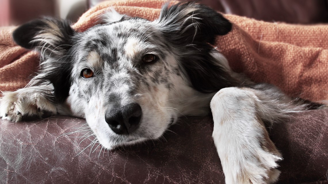 Why are cases of canine influenza on the rise?