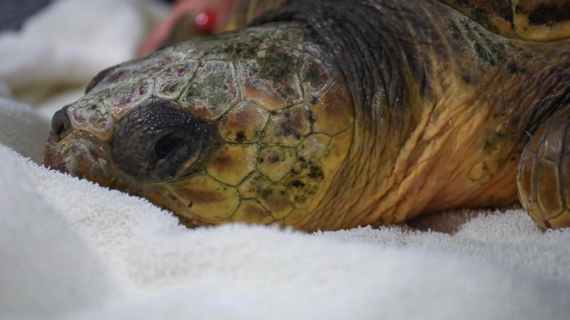 Smallest sea turtle, others rescued by Georgia Aquarium: Photos ...