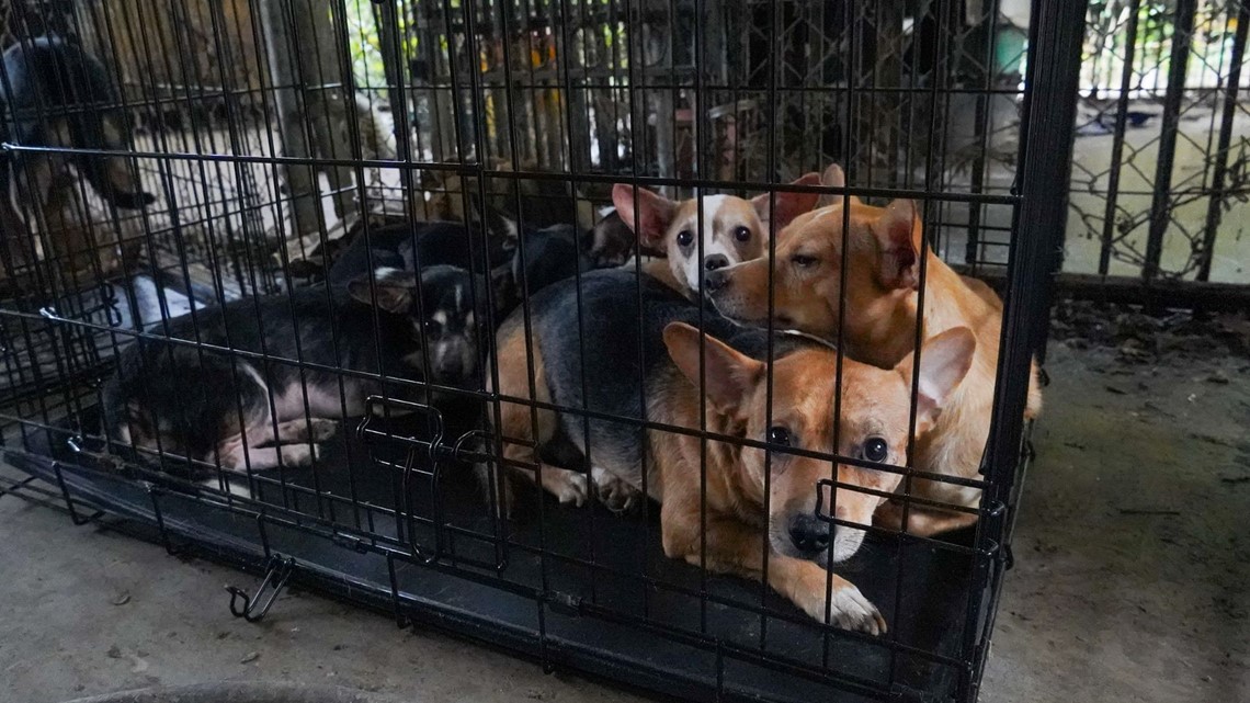 Nearly 150 animals rescued from 'filth' in southeast Georgia - Vimarsana News