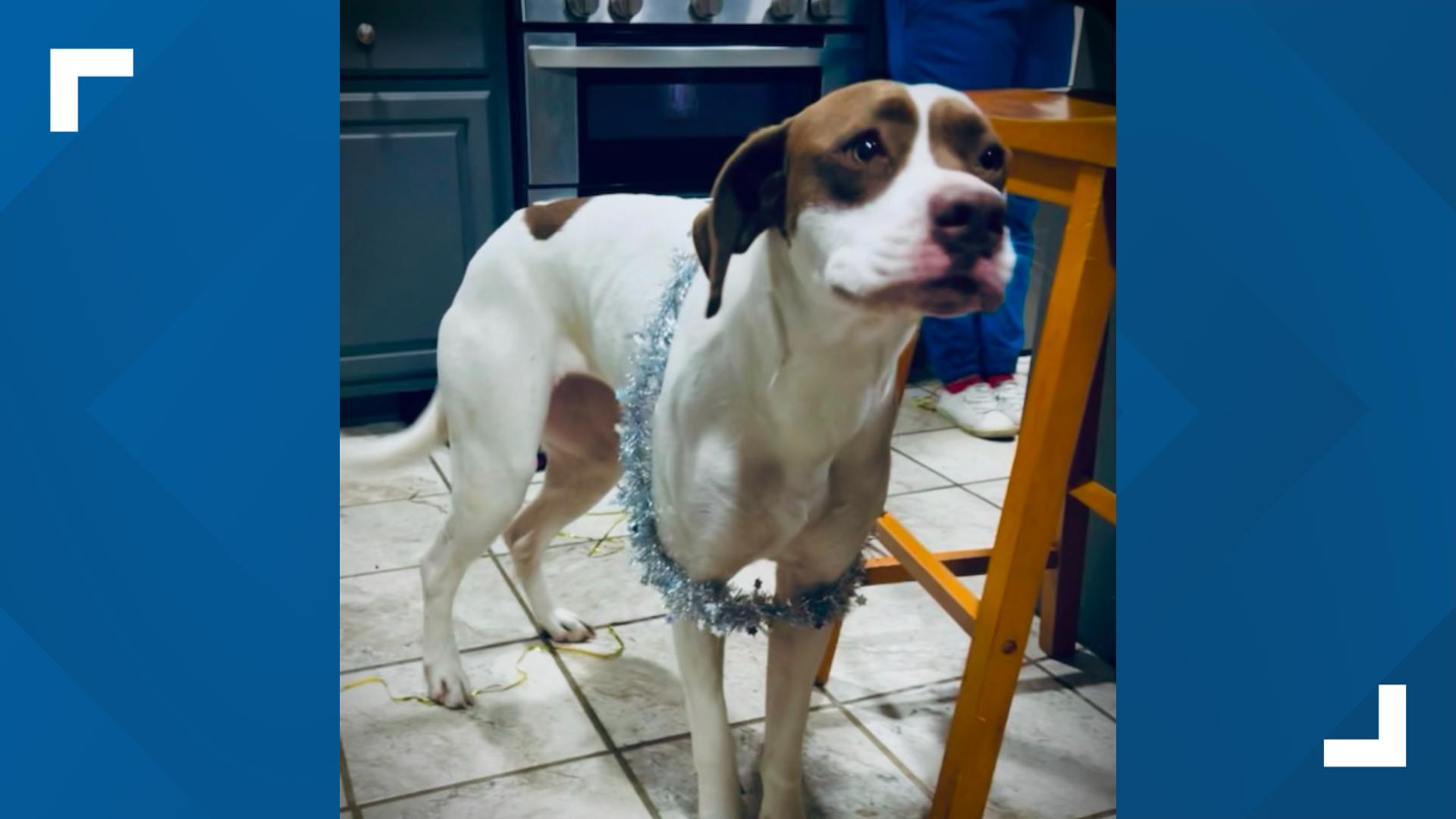 Family outraged after dog shot, killed by Cobb County Police outside ...