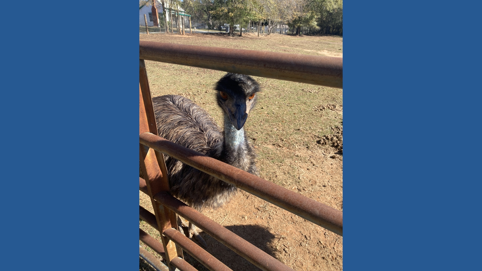 Rescued Georgia animals become unexpected movie stars | 11alive.com