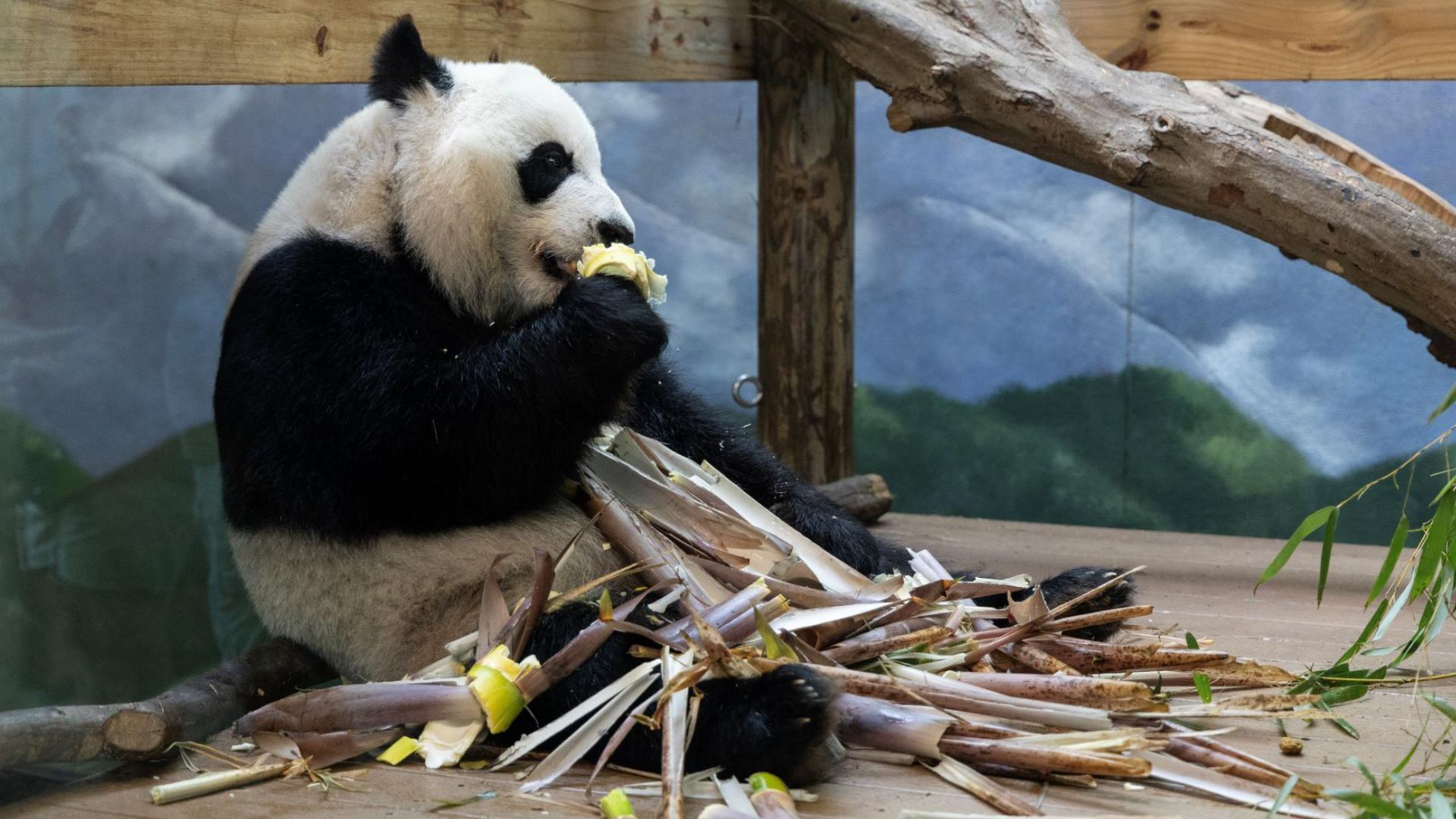 Zoo Atlanta pandas leaving | panda cam | 11alive.com