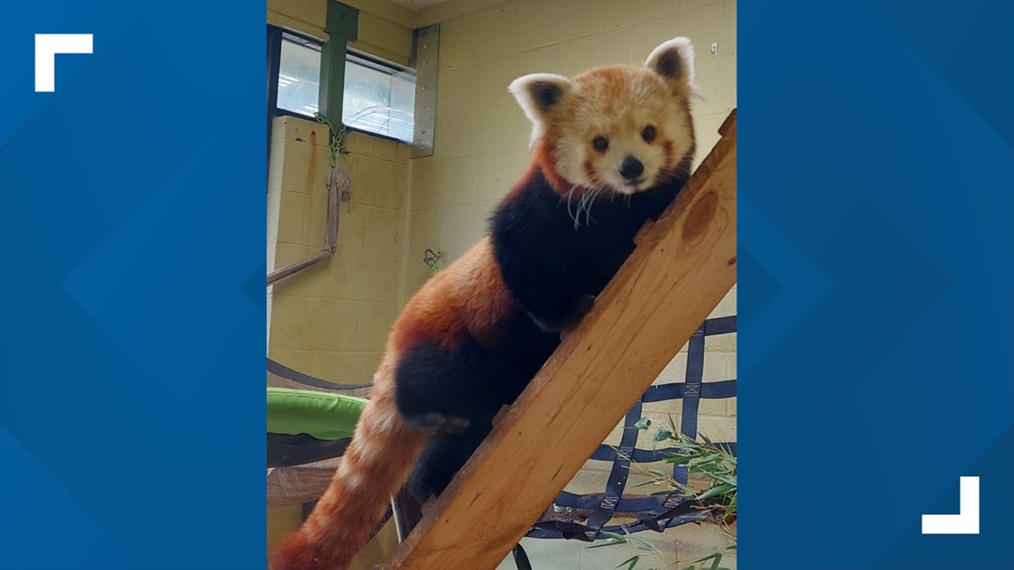 Zoo Atlanta welcomes red pandas Ruby and Rose | 11alive.com