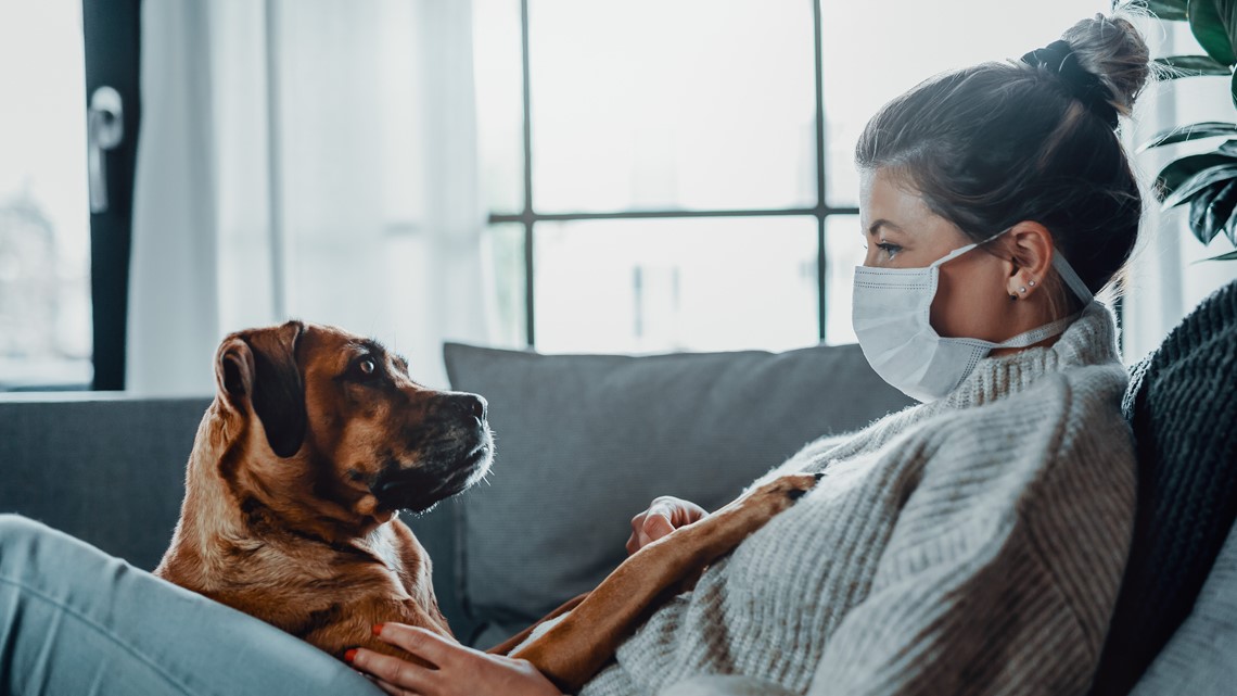 Dog grooming, dog walking during coronavirus pandemic