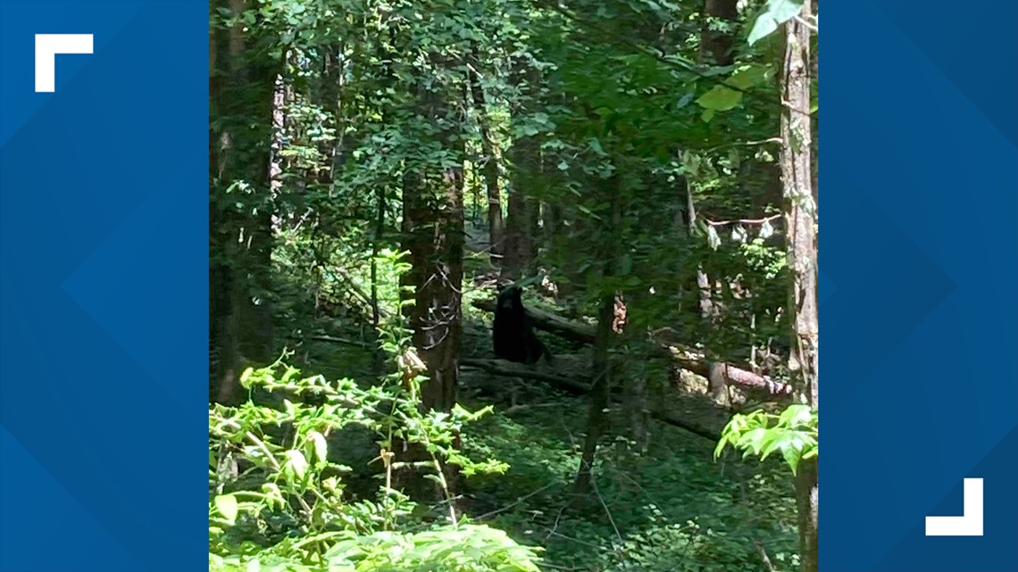 Bear sighting in Johns Creek, police say