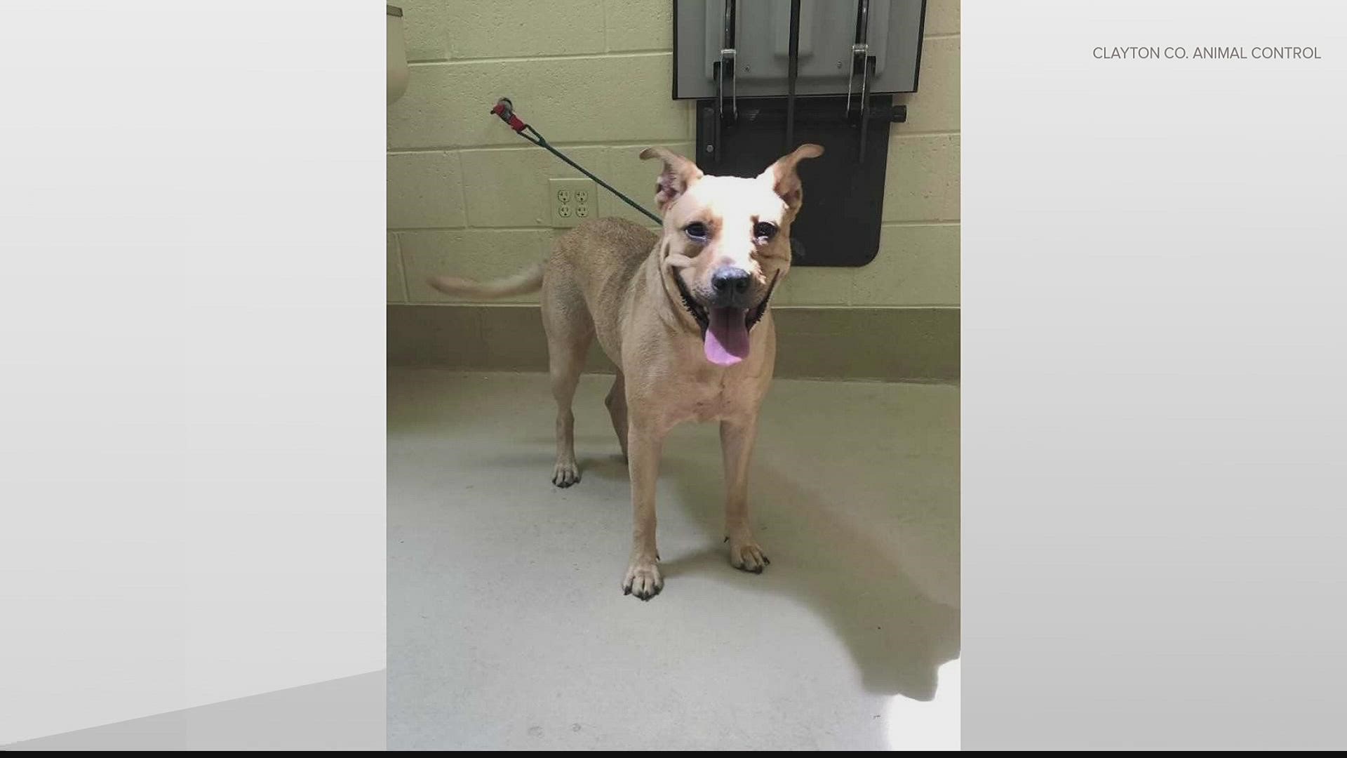 At least 20 dogs at the Clayton County animal shelter are at risk of being euthanized this week if not adopted.