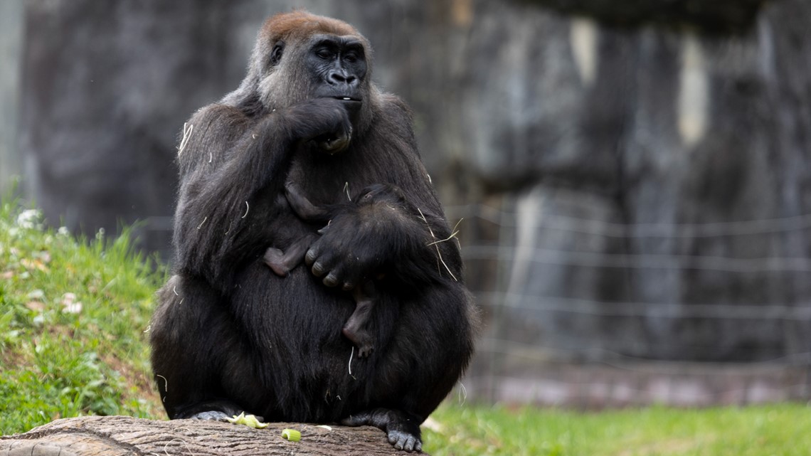 Baby Gorilla Named Willie B III | Zoo Atlanta | 11alive.com