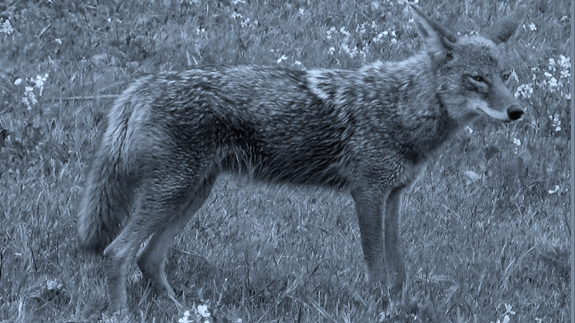 Dr. Chris Mowry, a biologist at Berry College near Rome, helped create “The Coyote Project.”