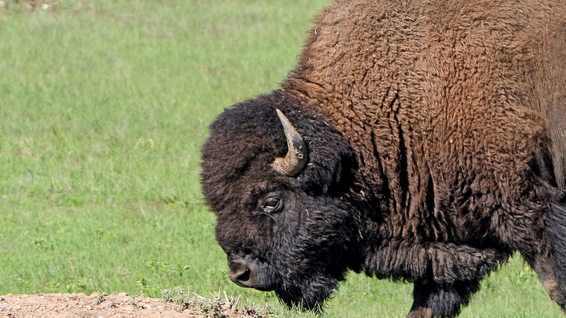 Bison escape into woods