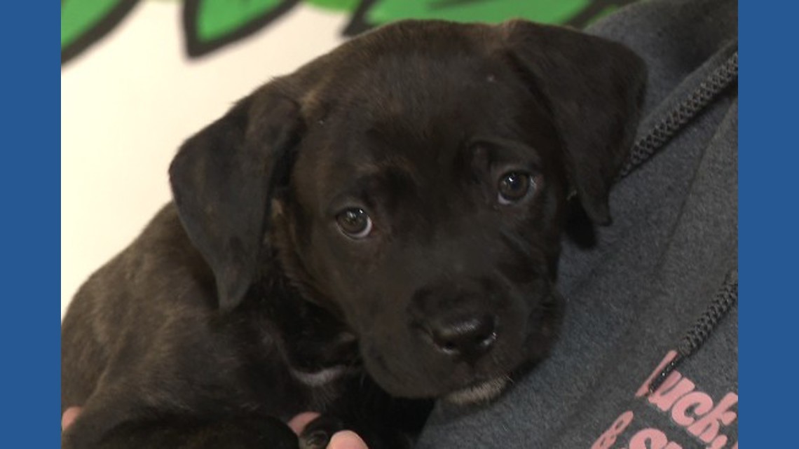 “It takes a village”: Atlanta pet owners find help with free pet food vending machine