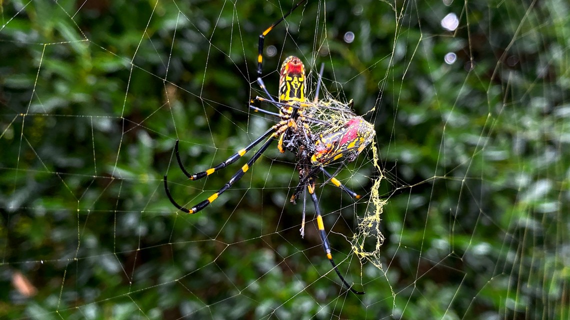 Please Stop Freaking Out About This Giant Yellow Spider