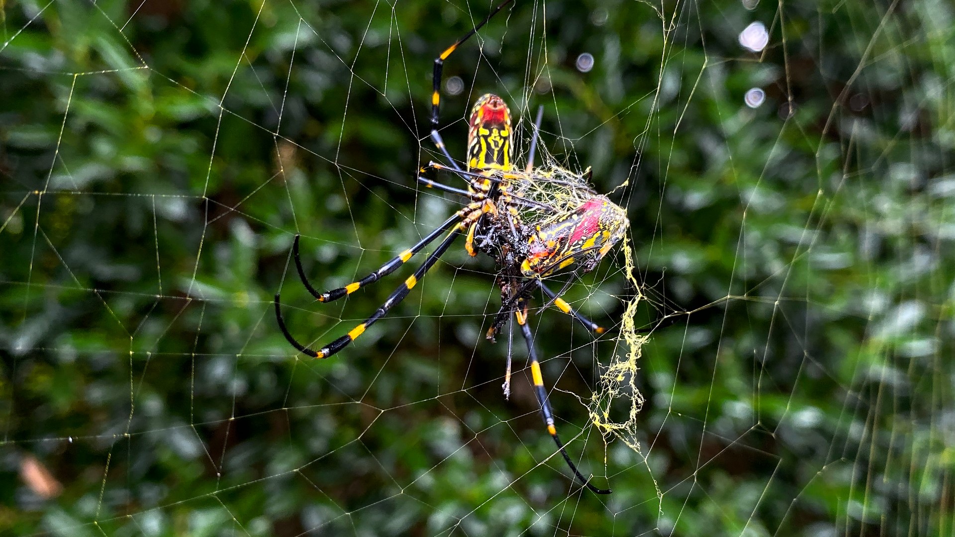 Large Invasive Spider Species Growing in 'Extreme Numbers' in Georgia