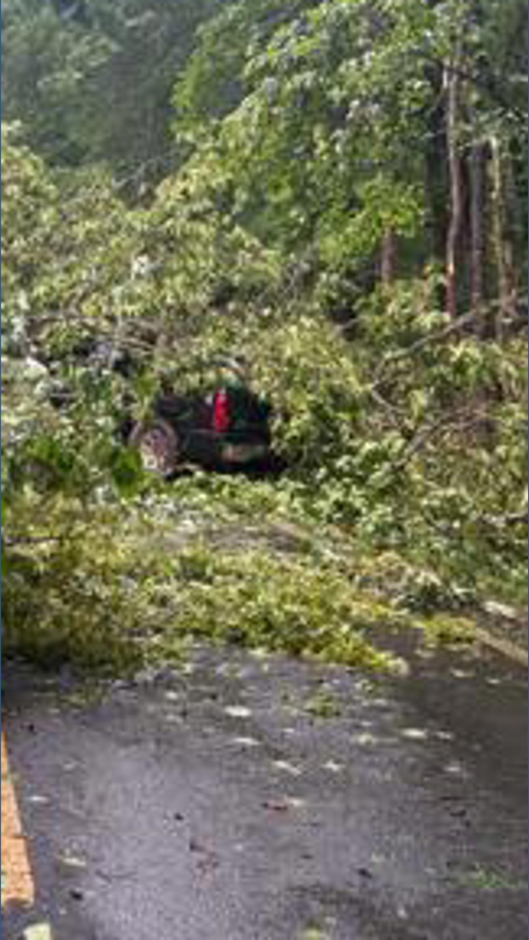 Georgia man crashes into fallen trees during severe storms | 11alive.com