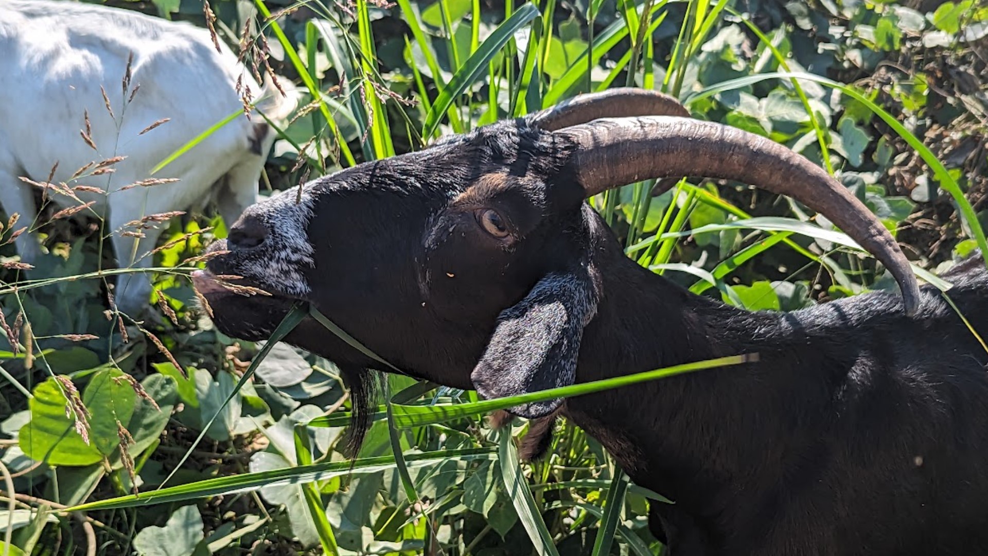 ​Goats were recently employed to eat the kudzu invasive plant around Silver Comet Linear Park.