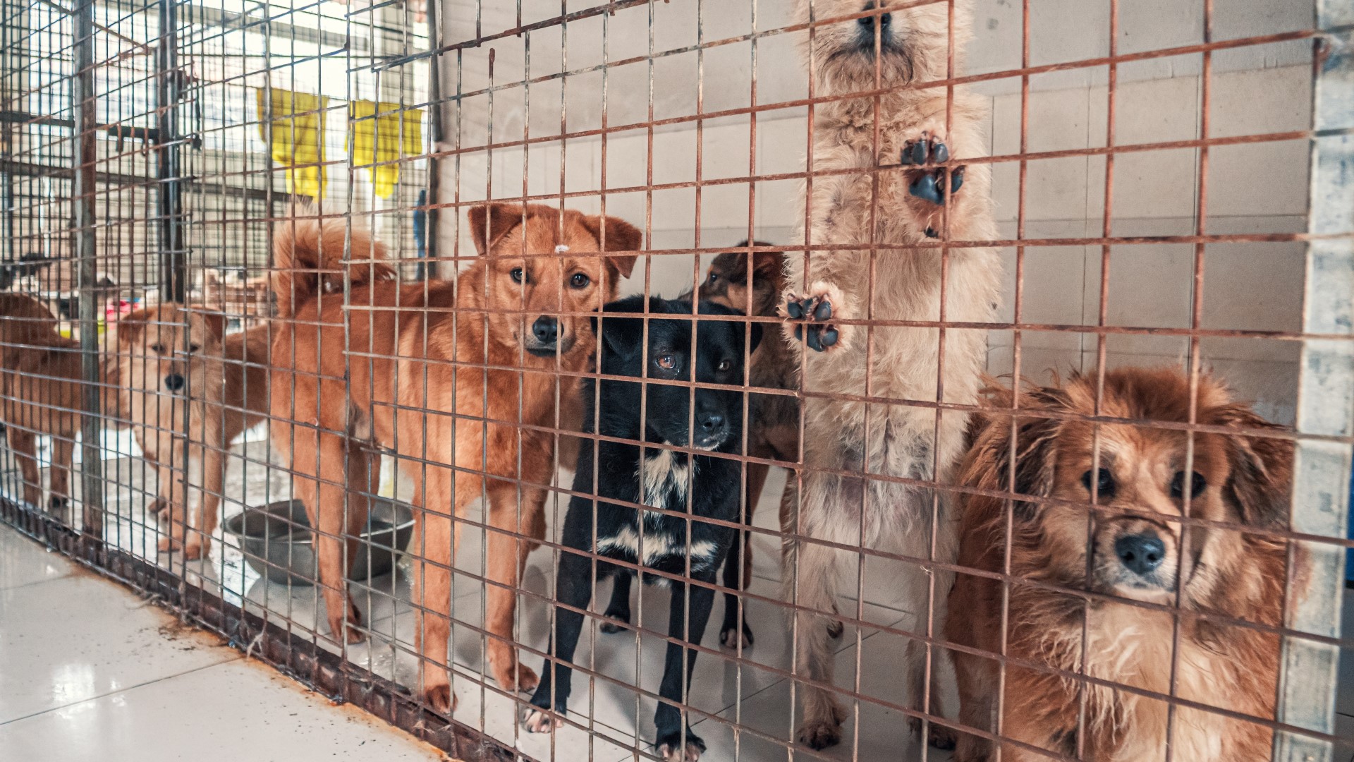 Local nonprofit, Lifeline Animal Project was forced to euthanize multiple dogs due to overcrowding. The nonprofit urges people to foster, adopt or volunteer.