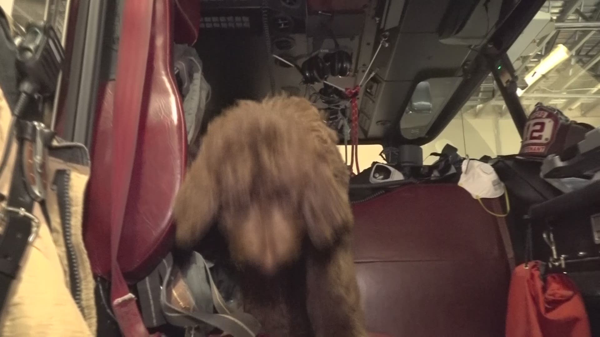 An Australian Labradoodle joins the Forsyth County Fire Department.