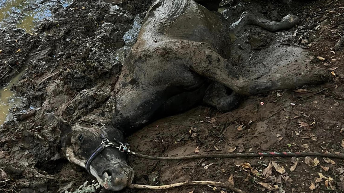 Horse stuck Cobb County boggy creek rescue - Vimarsana News