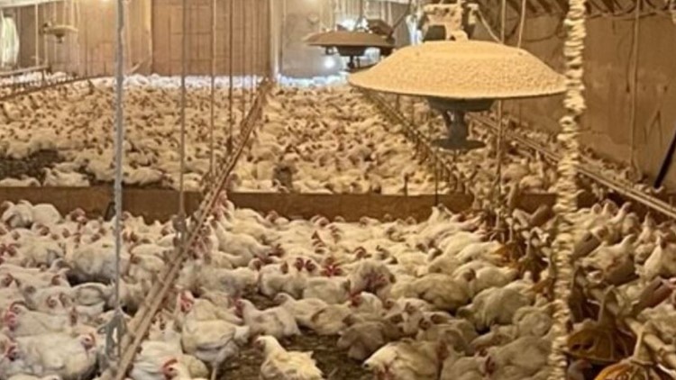 23,000 Pickens chickens safe after fire scare