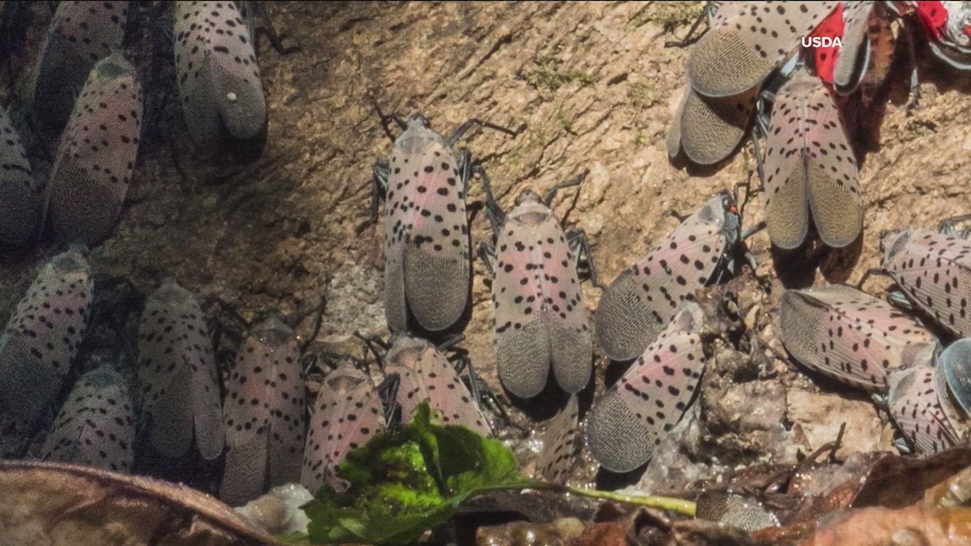 Officials with the Georgia Department of Agriculture (GDA) said that the Spotted Lanternfly species is a "serious threat to the state's No. 1 industry."