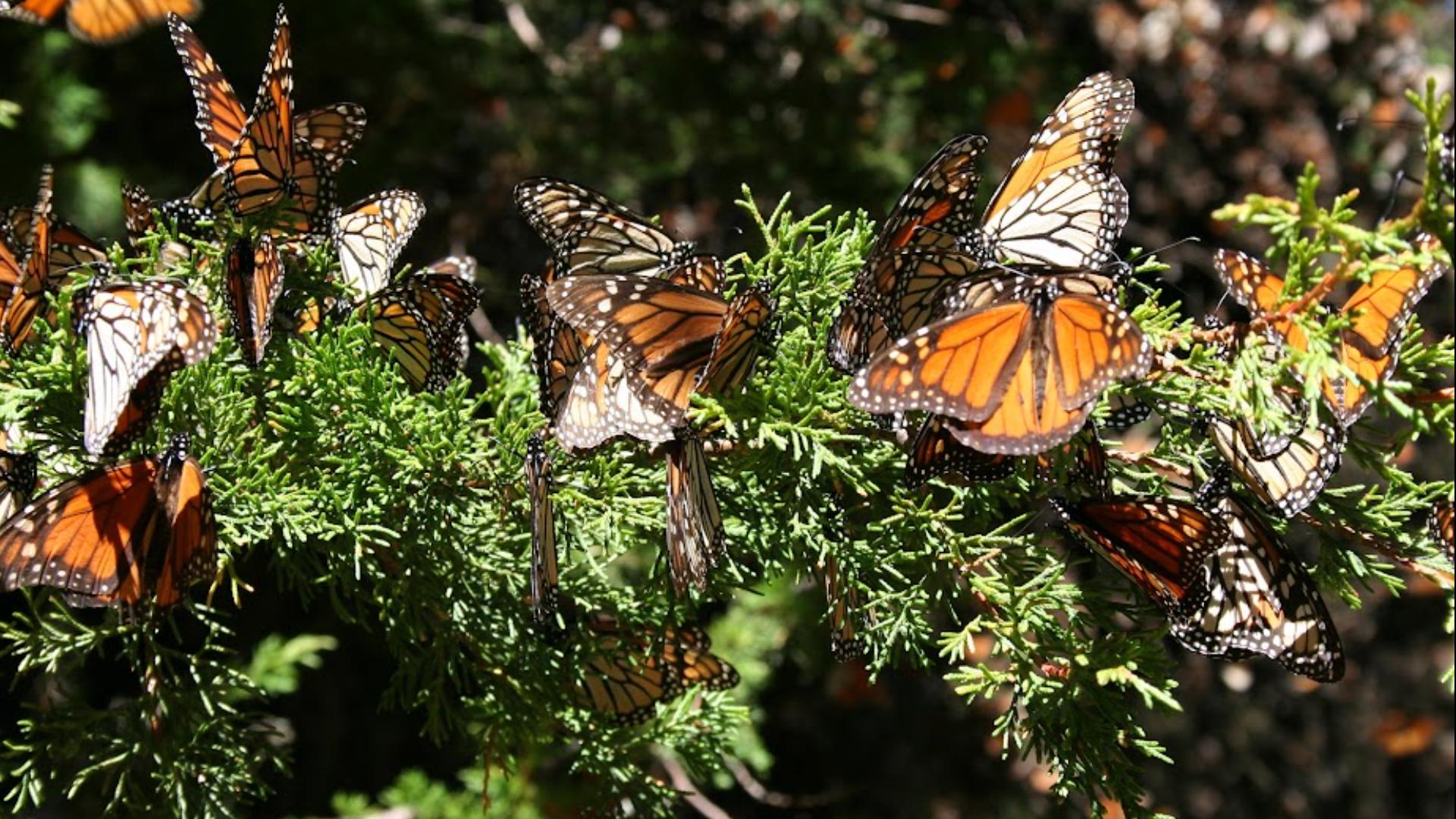 An alarming drop in the butterfly population could impact everyone across the Peach State. Here's what you need to know about the decline and how to help.
