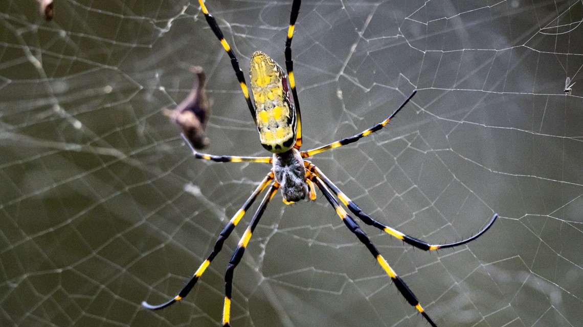 Black and yellow Joro spiders naturally shy, harmless, UGA