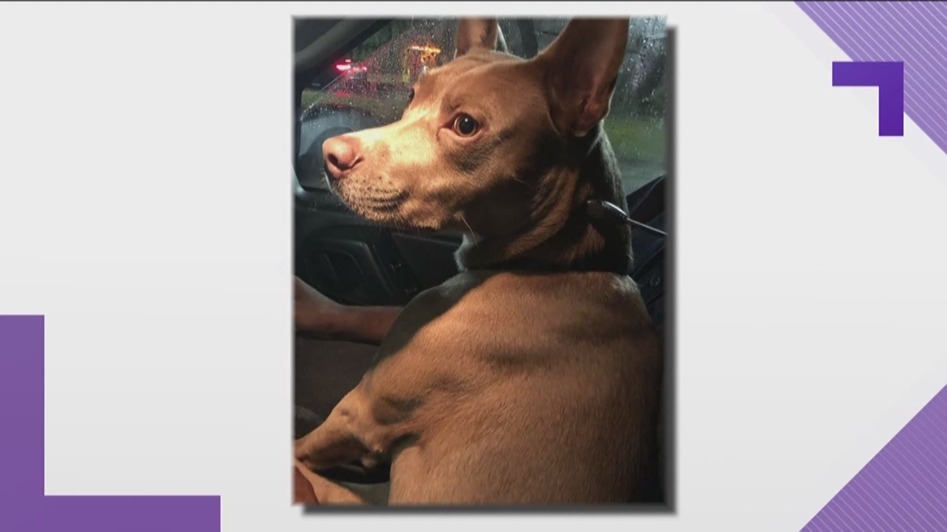The dog, named Kyng, ran away after his owner was in a crash in DeKalb County. David Jaiman and his dog have since been reunited.