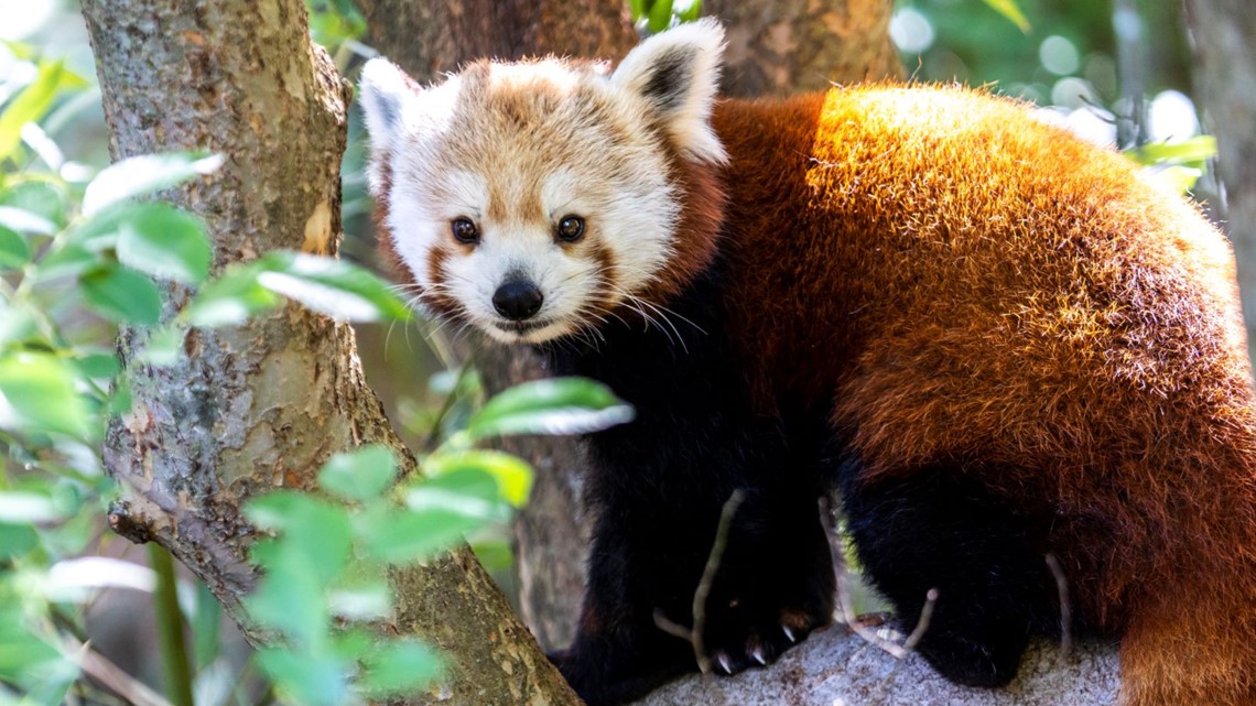 Atlanta Is the Only Place in US to See Pandas for Now. but Dozens of Spots  Abroad Have Them