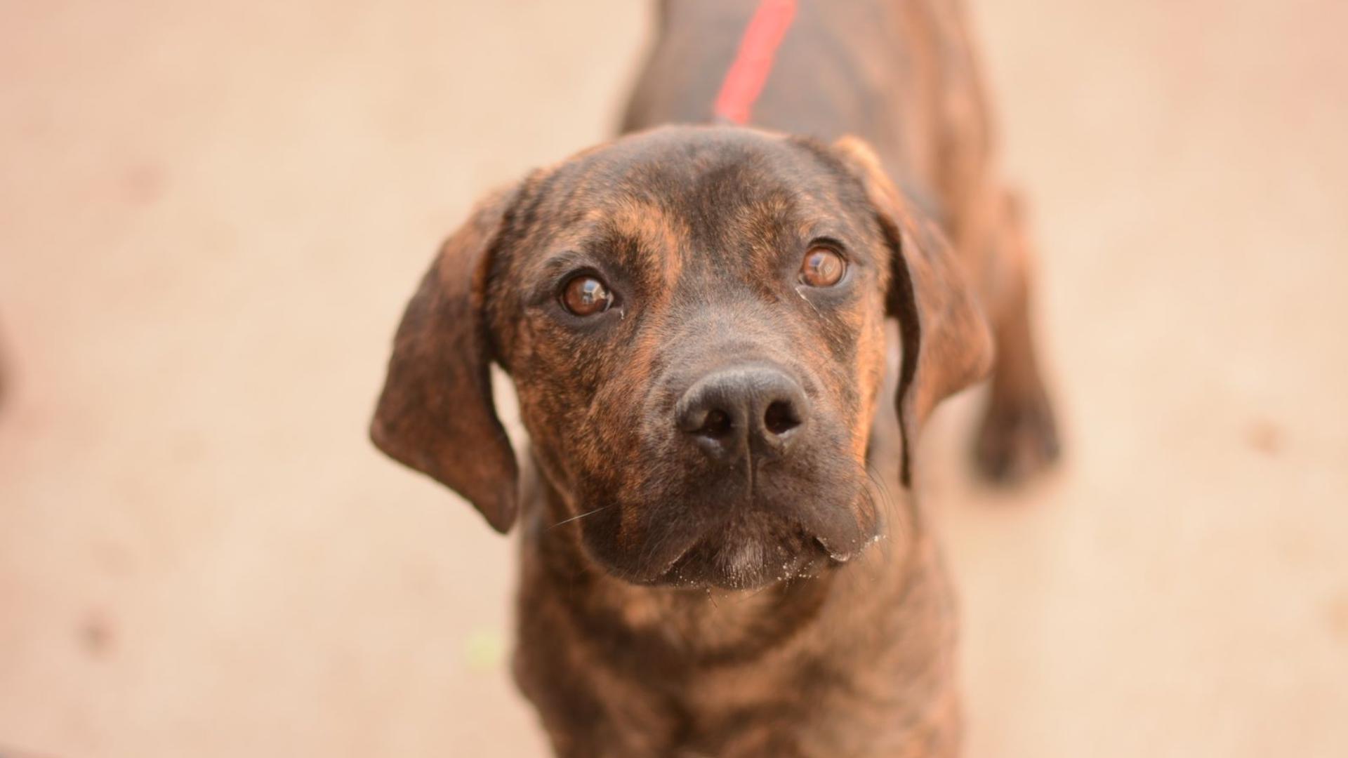 Dogs dragged behind car by rope | Reward for suspect | 11alive.com