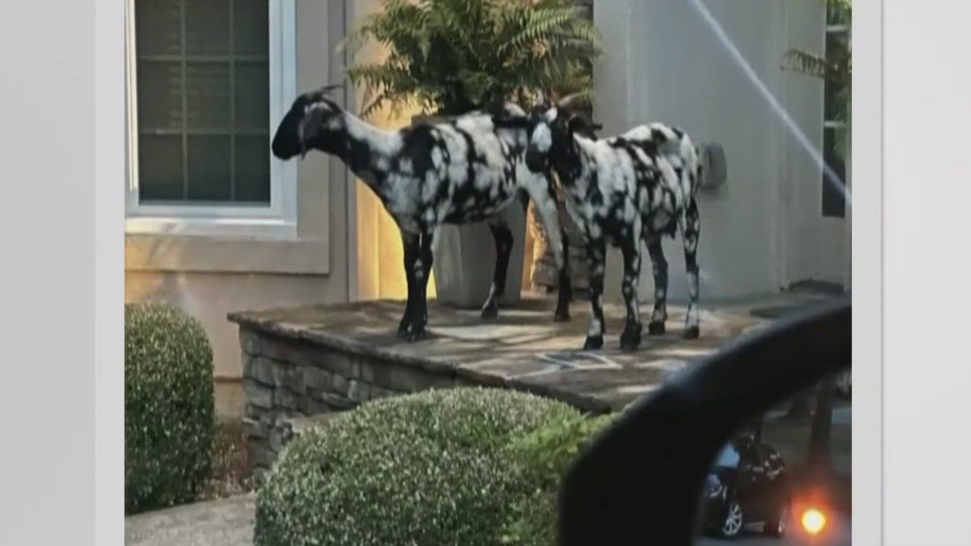 When looking into the symbolism of the animals, the homeowner says their appearance could be a good thing.