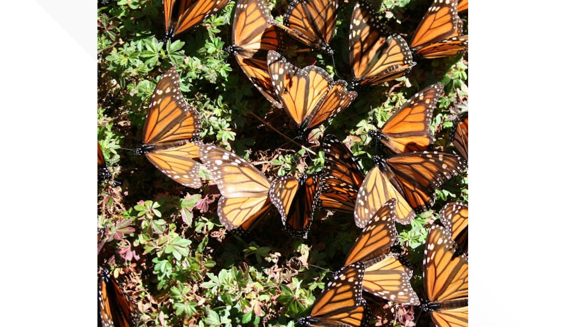 Monarch butterfly decline, migration | How to help in Georgia | 11alive.com