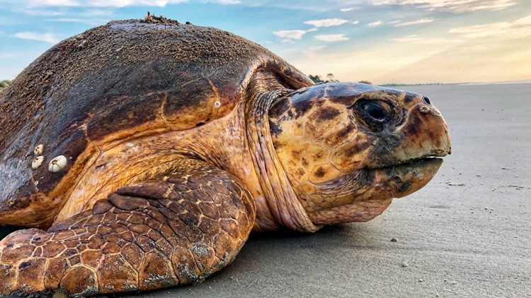 Sea turtles busy nesting on beaches in Georgia, S. Carolina