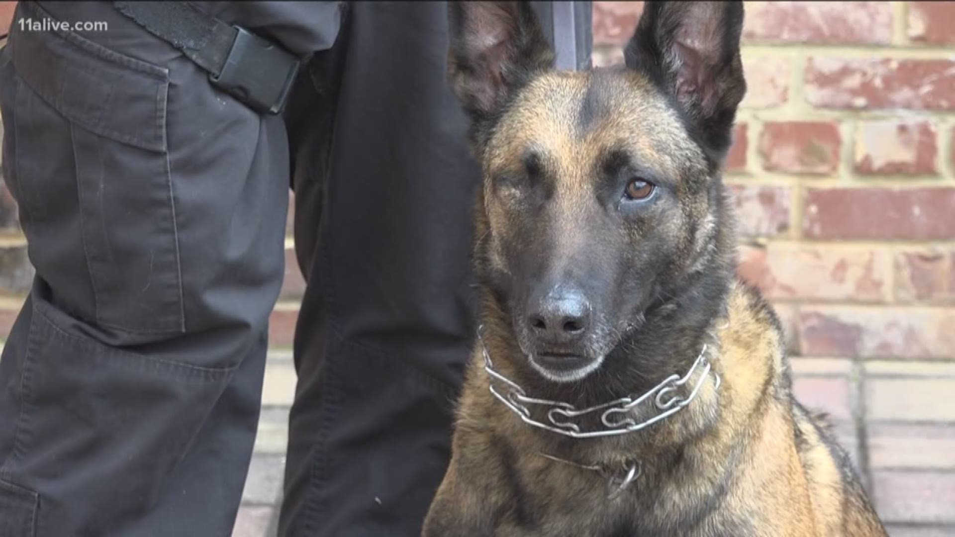His handler, Officer Norman Larsen, said Indi couldn't wait to get back to work.