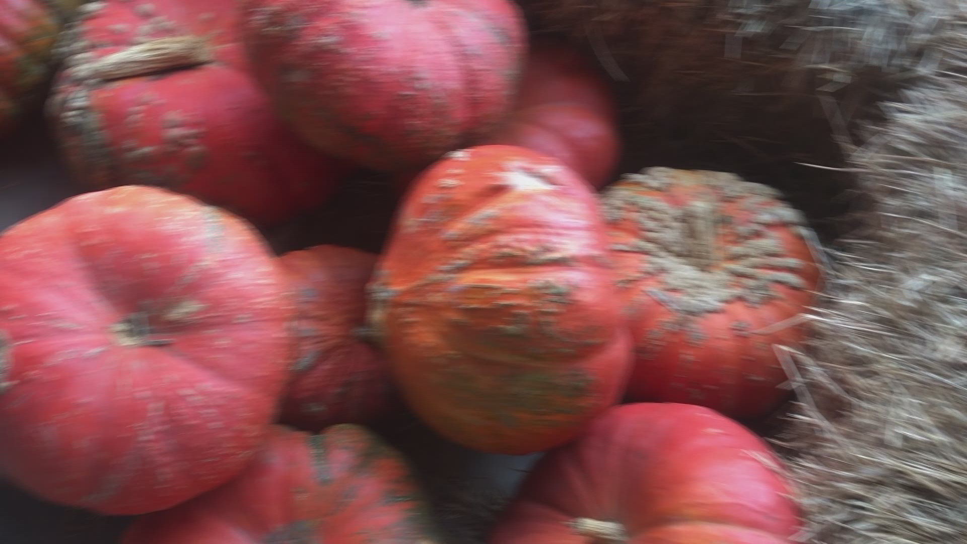 Video of Kinsey Family Farm and fall festival.