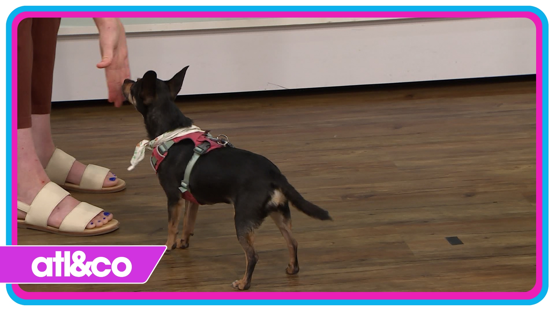 All dogs can learn a new trick, skill or behavior with a little bit of help. Hallie Wells shows us how!