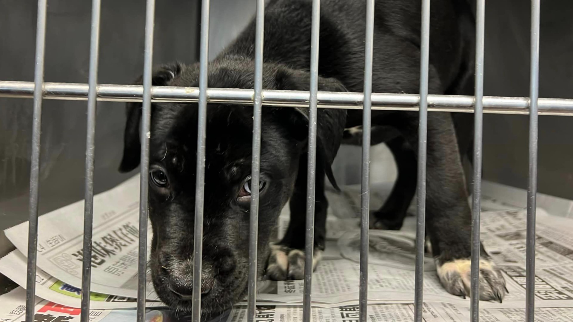 The animal shelter posted on Instagram Tuesday that they have at least 593 dogs, putting them over capacity.