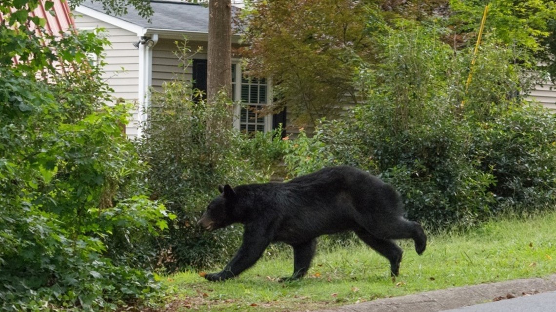 Marietta black bear pictures