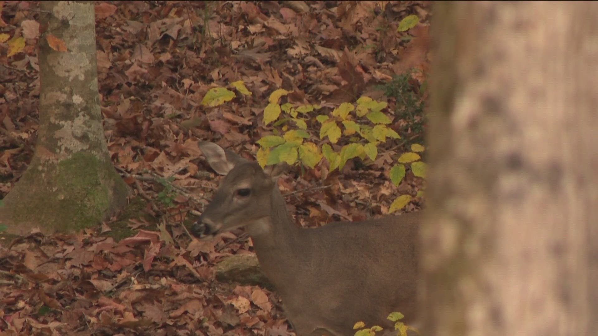 DNR says there are 40,000 to 60,000 deer car collisions every year.