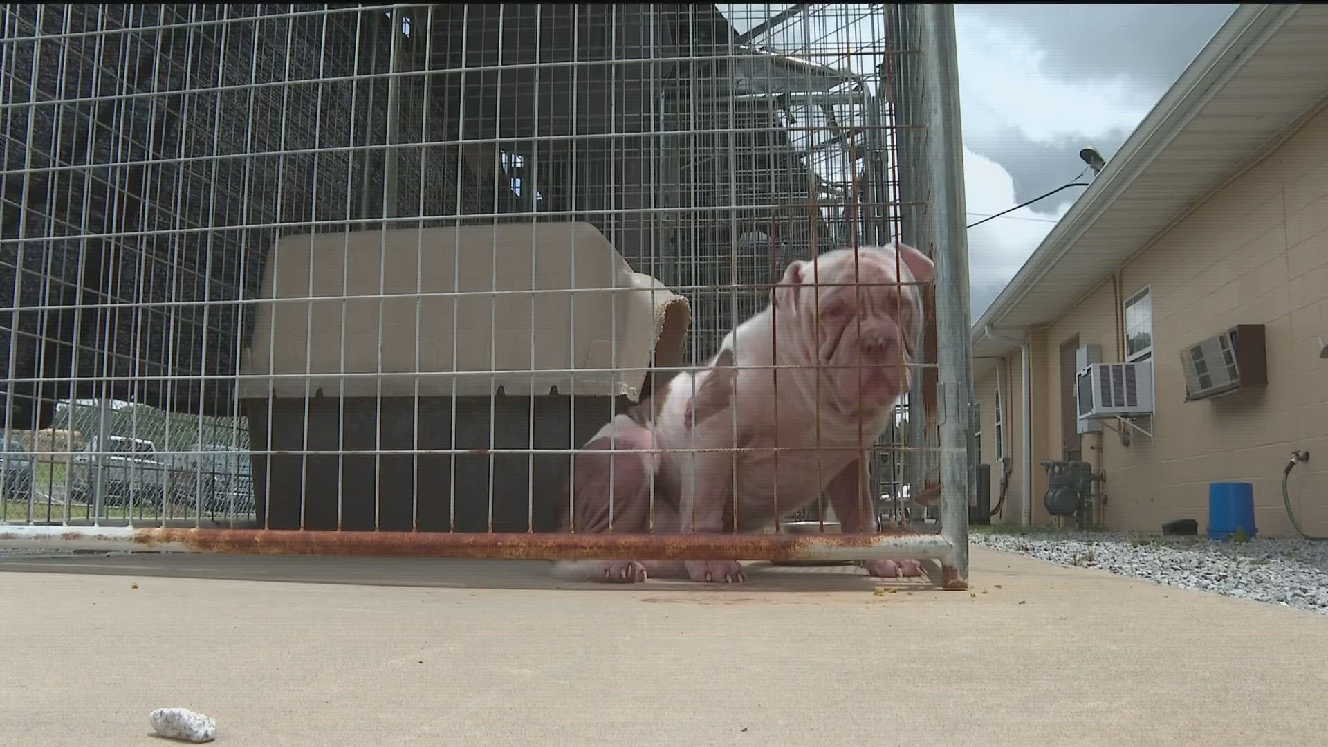 Captain Jodie Turnipseed said she has never seen so many animals they have had to keep outside.