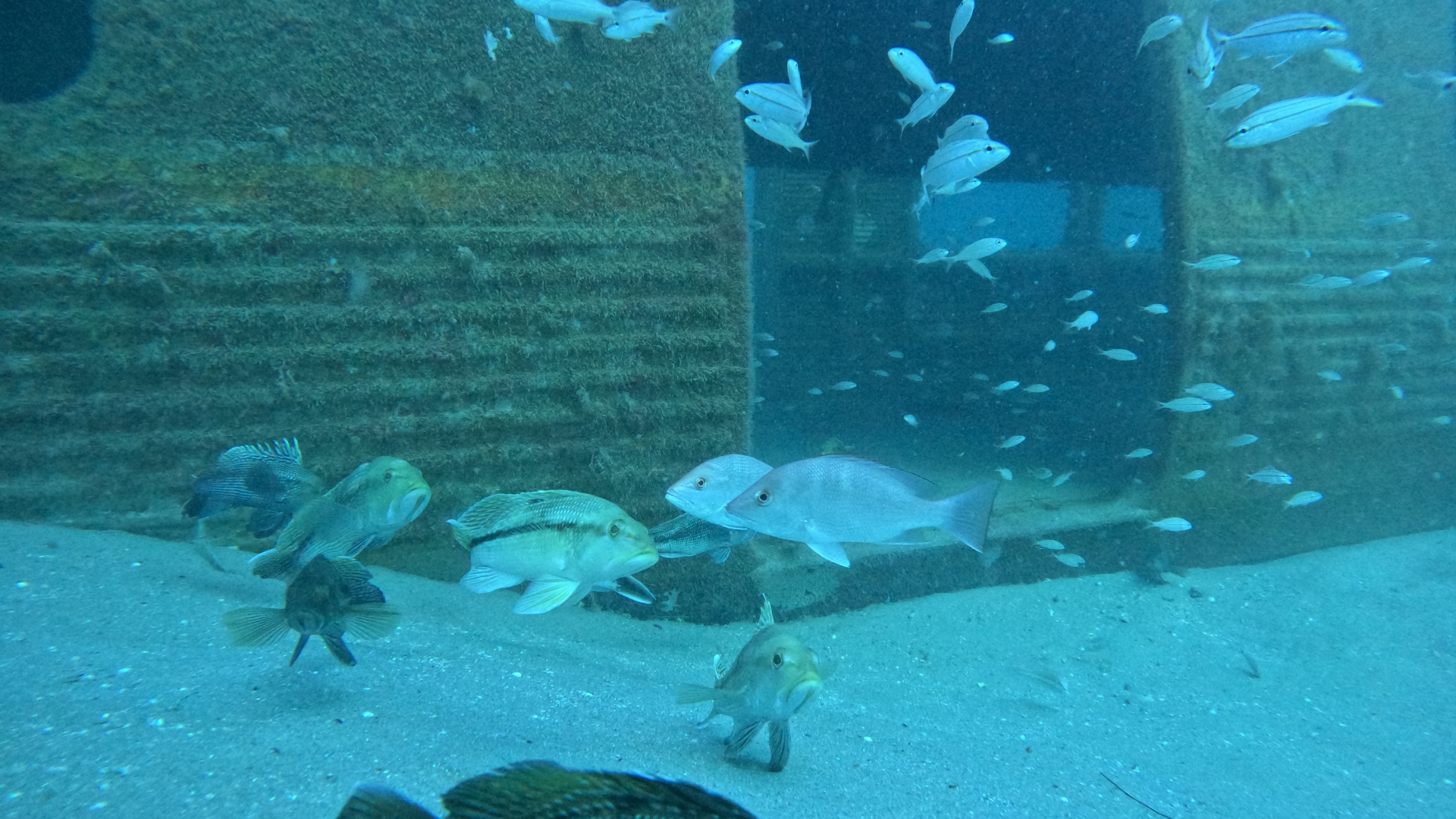 Recent DNR Coastal Resources Division dives show significant coral growth and various marine species inhabiting the railcars.