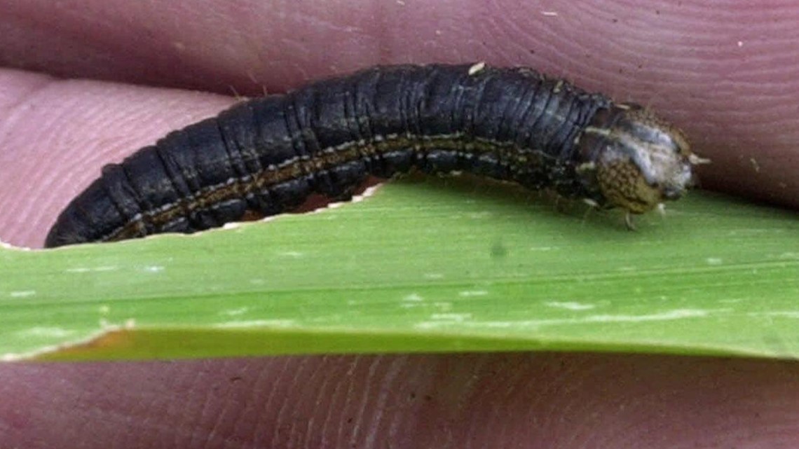 Army worms 2021