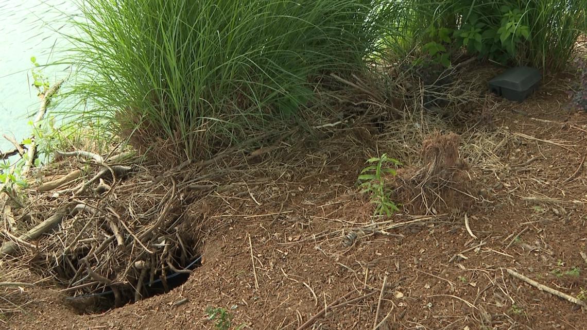 'It's traumatic': Alpharetta neighbors speak out against HOA's beaver traps